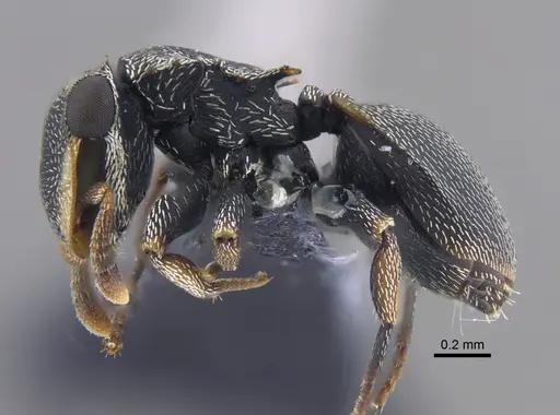 Cephalotes minutus - CBUMAGENT41888