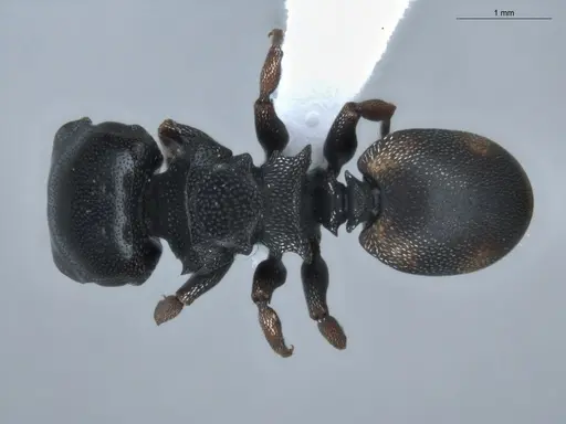 Cephalotes minutus - ECOFOG-BUG-0029-02