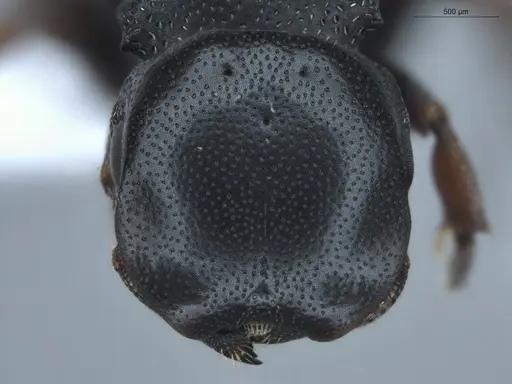 Cephalotes minutus - ECOFOG-BUG-0029-02