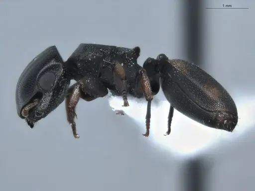 Cephalotes minutus - ECOFOG-BUG-0029-02