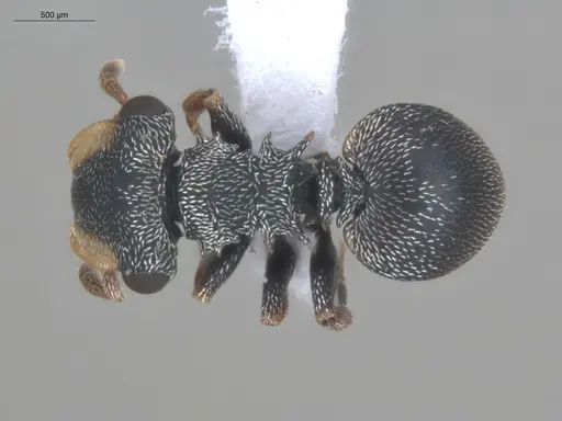 Cephalotes minutus - ECOFOG-CSG15-0076-02