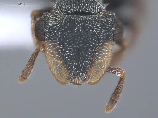 Cephalotes minutus - ECOFOG-CSG15-0076-02