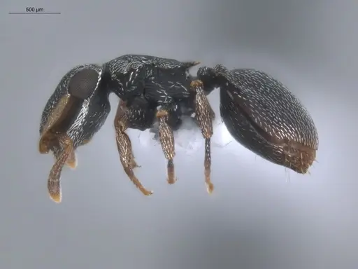 Cephalotes minutus - ECOFOG-CSG15-0076-02