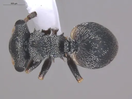 Cephalotes minutus - ECOFOG-TR17-0226-11