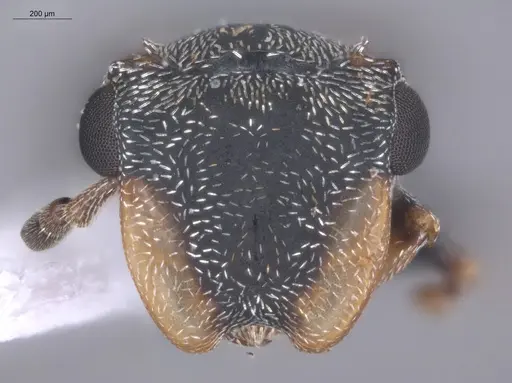 Cephalotes minutus - ECOFOG-TR17-0226-11