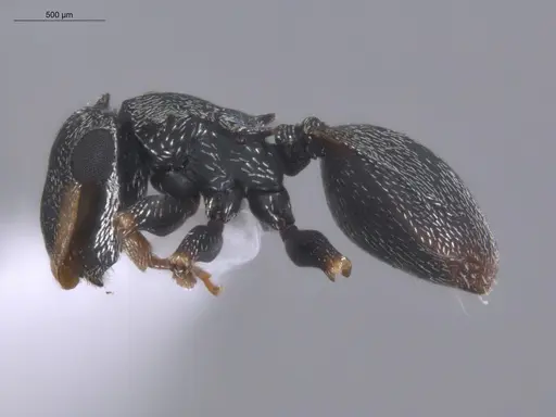 Cephalotes minutus - ECOFOG-TR17-0226-11