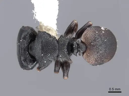Cephalotes minutus - FMNHINS0000047257