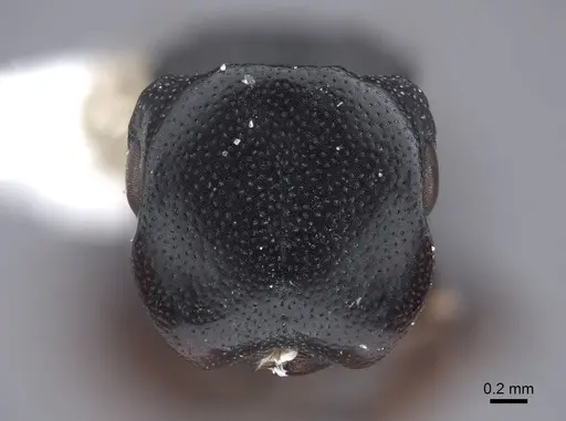 Cephalotes minutus - FMNHINS0000047257