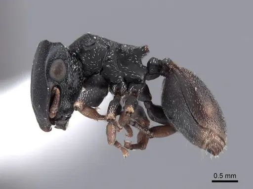 Cephalotes minutus - FMNHINS0000047257