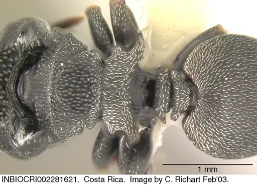 Cephalotes minutus - INBIOCRI002281621