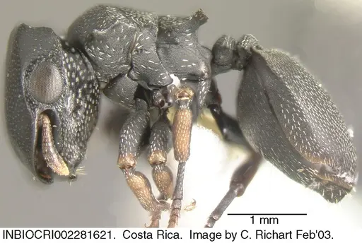 Cephalotes minutus - INBIOCRI002281621