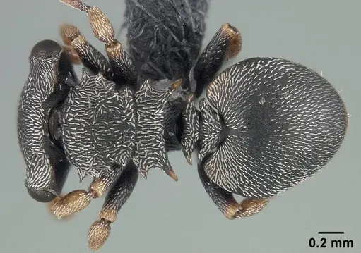 Cephalotes minutus - USNMENT01124208