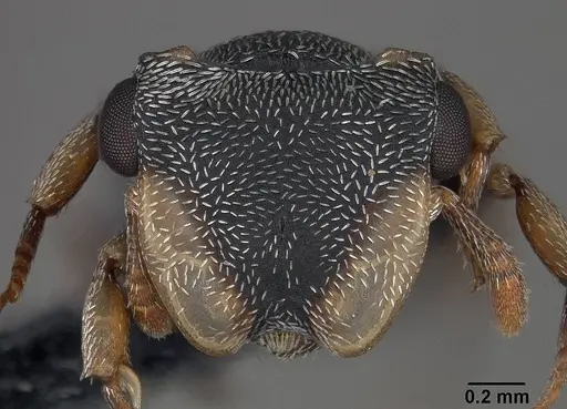 Cephalotes minutus - USNMENT01124208