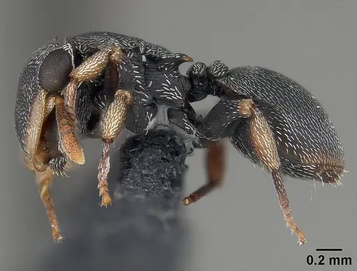 Cephalotes minutus - USNMENT01124208