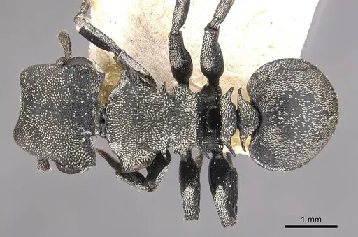 Cephalotes mompox specimen