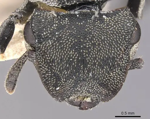 Cephalotes mompox specimen