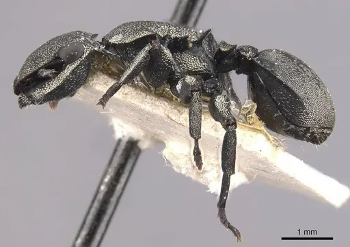 Cephalotes mompox specimen