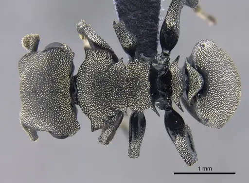 Cephalotes mompox - CBUMAGENT41889