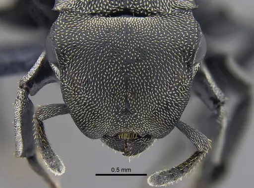 Cephalotes mompox - CBUMAGENT41889