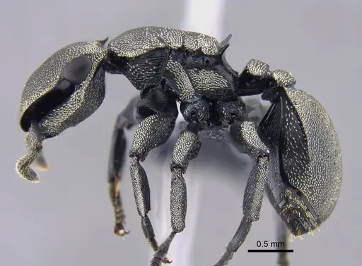 Cephalotes mompox - CBUMAGENT41889