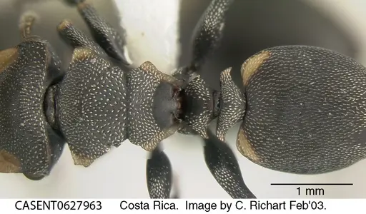 Cephalotes multispinosus specimen