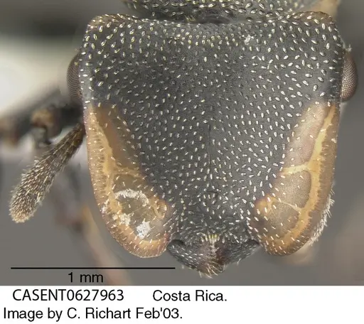 Cephalotes multispinosus specimen