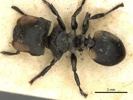Cephalotes multispinosus - CASENT0900241