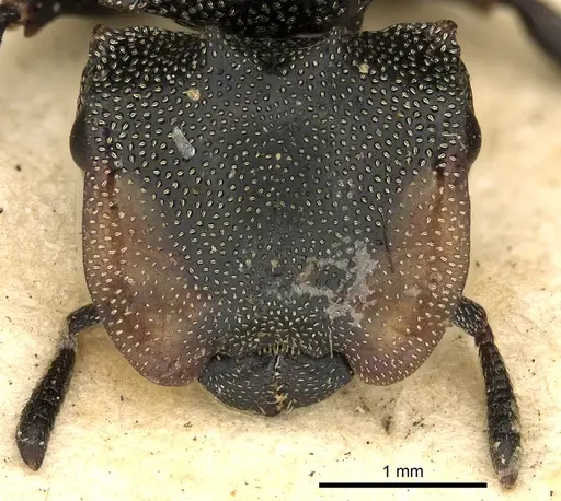 Cephalotes multispinosus - CASENT0900241