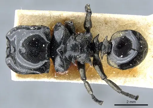 Cephalotes multispinosus - CASENT0904901