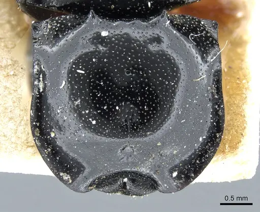 Cephalotes multispinosus - CASENT0904901