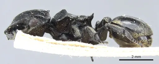 Cephalotes multispinosus - CASENT0904901