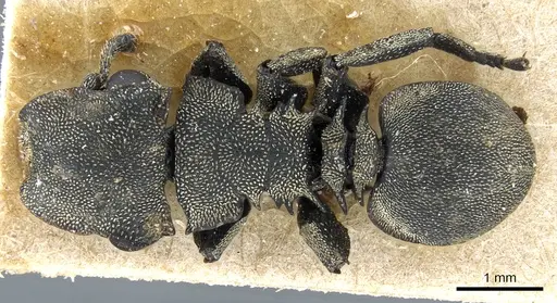 Cephalotes multispinosus - CASENT0904902