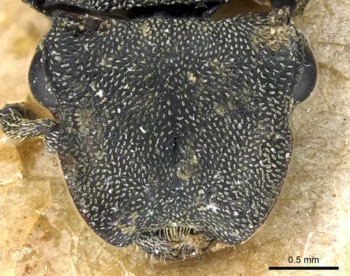 Cephalotes multispinosus - CASENT0904902