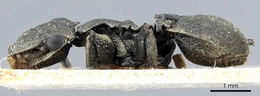 Cephalotes multispinosus - CASENT0904902