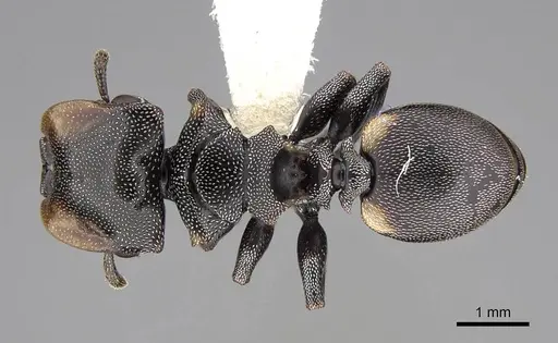 Cephalotes multispinosus - CASENT0922608