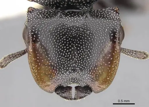 Cephalotes multispinosus - CASENT0922608