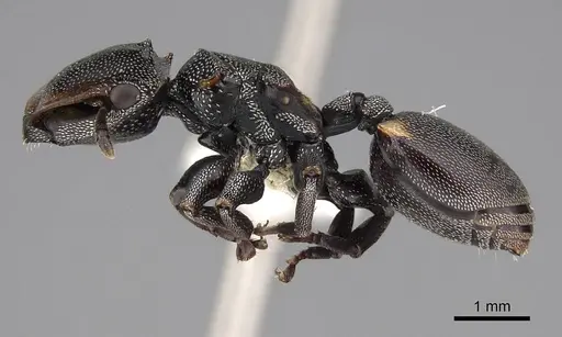 Cephalotes multispinosus - CASENT0922608