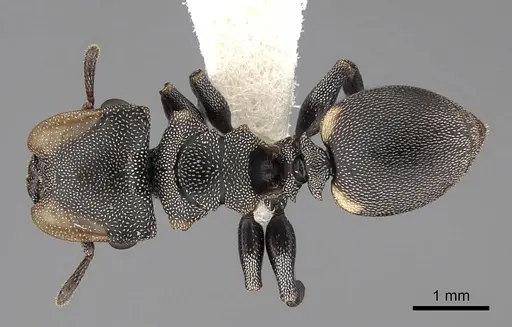 Cephalotes multispinosus - CASENT0922609