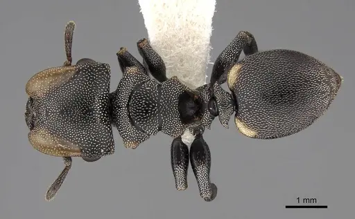 Cephalotes multispinosus - CASENT0922609