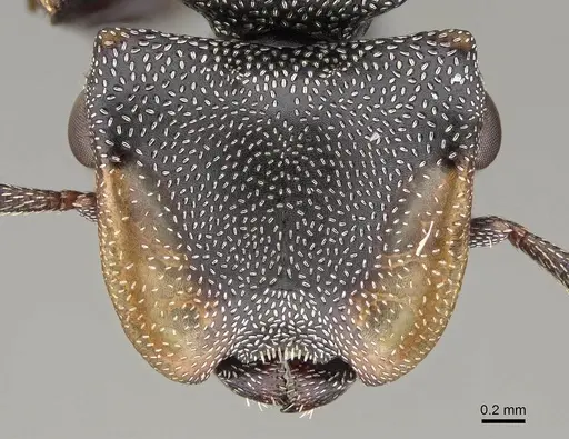 Cephalotes multispinosus - CASENT0922609