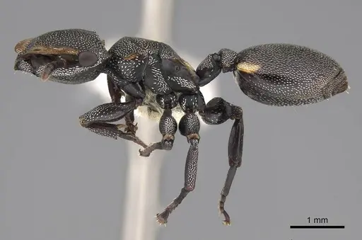 Cephalotes multispinosus - CASENT0922609