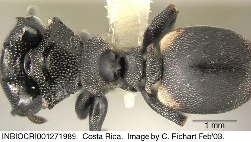 Cephalotes multispinosus - INBIOCRI001271989