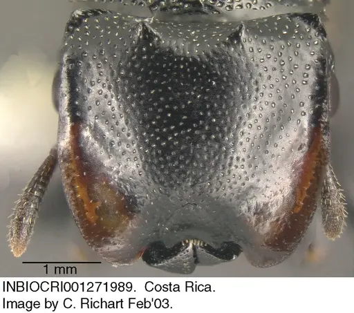 Cephalotes multispinosus - INBIOCRI001271989