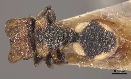 Cephalotes notatus specimen
