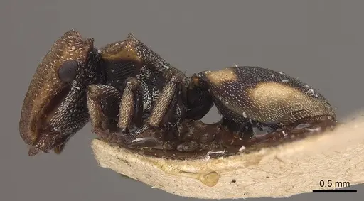 Cephalotes notatus specimen