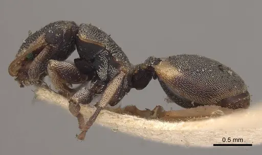 Cephalotes notatus - CASENT0919601