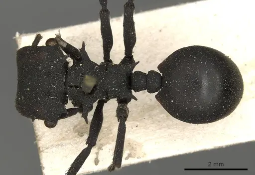 Cephalotes oculatus specimen