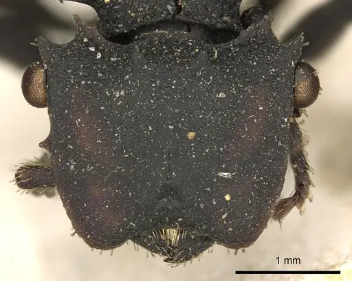 Cephalotes oculatus specimen