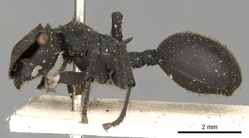 Cephalotes oculatus specimen
