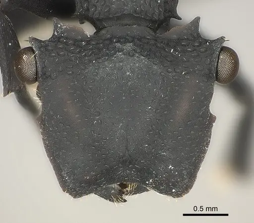 Cephalotes opacus specimen